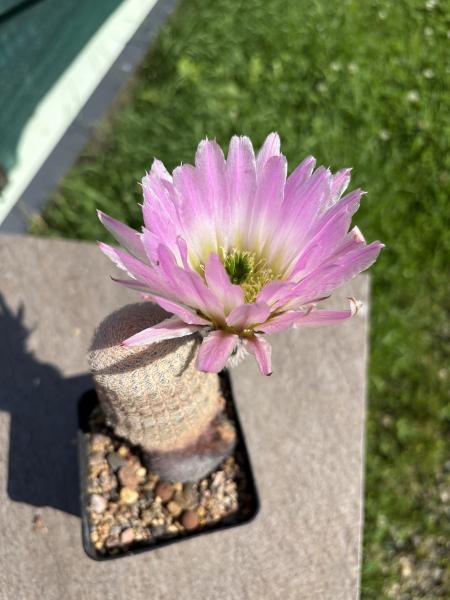 Echinocereus pectinatus lila